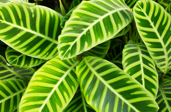 Calathea Zebrina