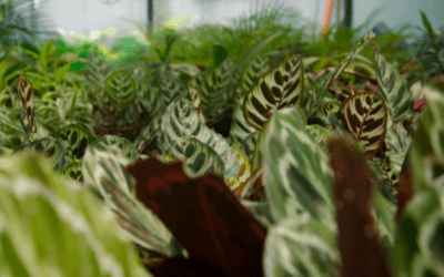 Calatheas growing in the backyard