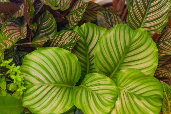 Calatheas Orbifolia and Pinstripe growing in the backyard