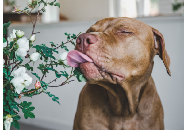 Dog licking pet safe bushes of roses