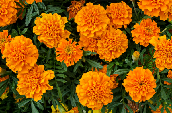 Orange marigold bushes