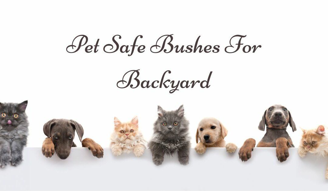 Pet Safe Bushes For Backyard