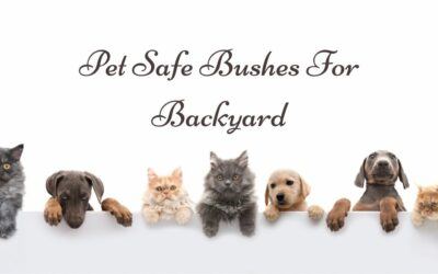 Pet Safe Bushes For Backyard