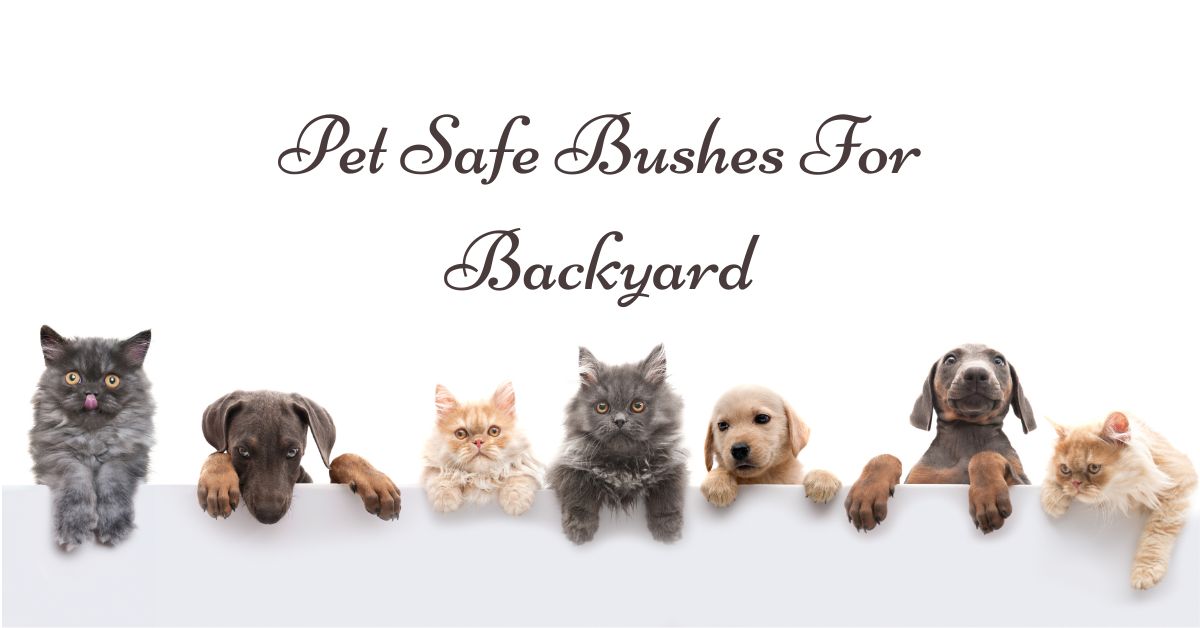 Pet Safe Bushes For Backyard BackyardPatioLife