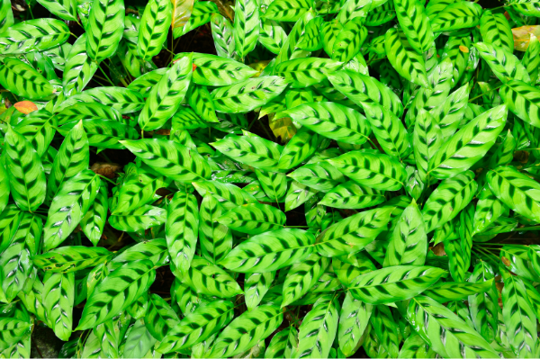 Pet safe calatheas