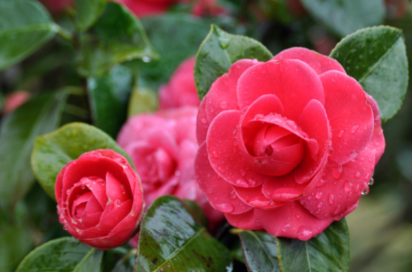 Per safe camellia