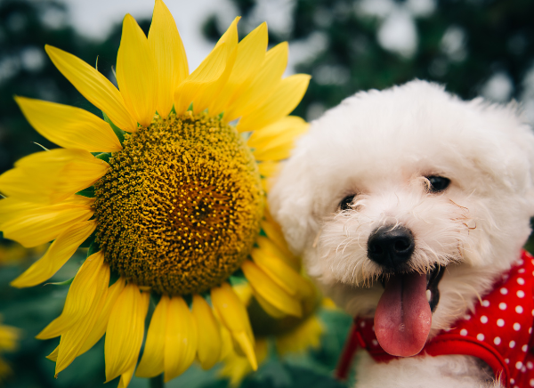 Pet safe sunflower and a puppy