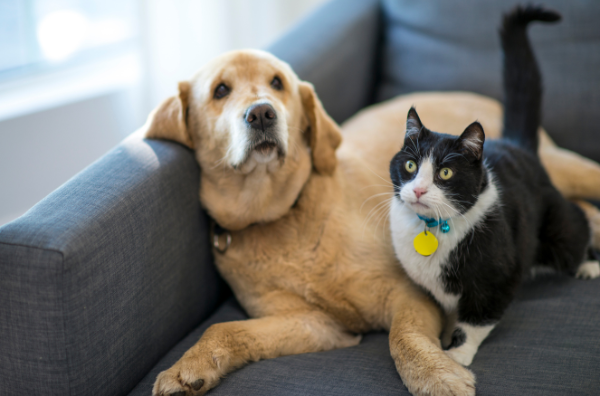 Pets lying on a sofa