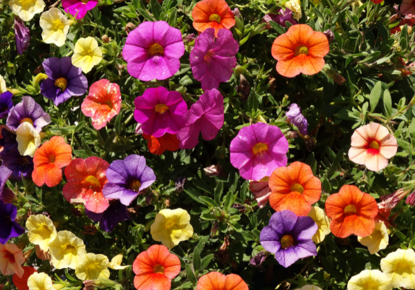 Petunia bushes with flowers in different colors