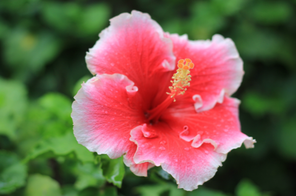 Pink hibiscus flower