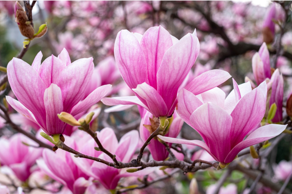 Pink magnolia flowers