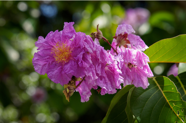 Purple crapemyrtle flowers