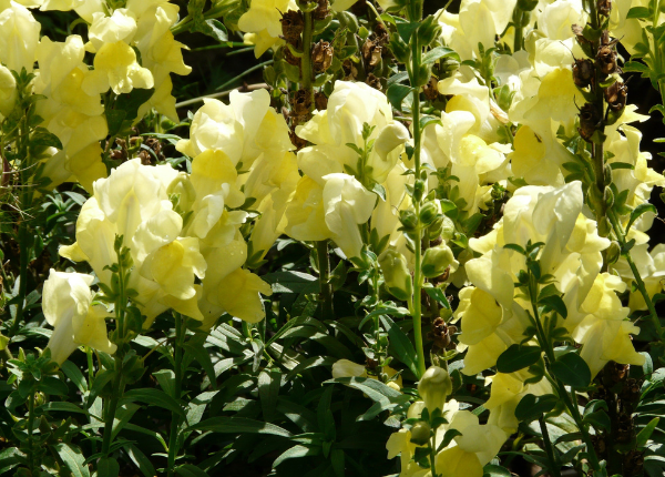 Snapdragon bushes