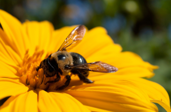 A bee sipping a nectar of Marigold flower