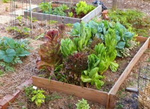 organic_lettuces_in_raised_garden