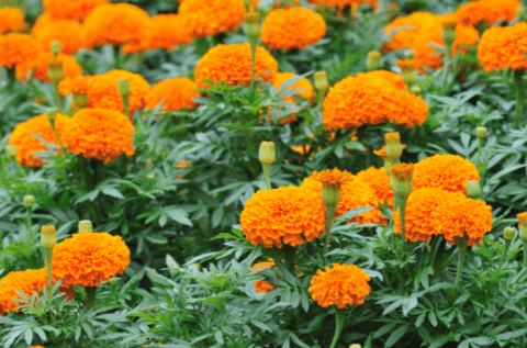 Marigolds In Your Backyard Garden - BackyardPatioLife