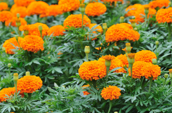 African Marigolds