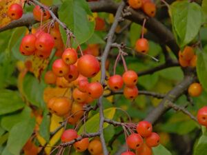 Common Winterberry drupes