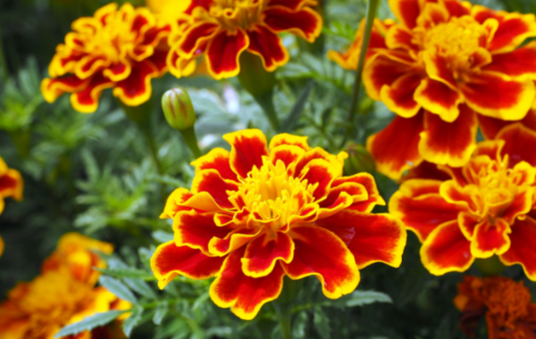 Marigolds in Your Backyard Garden