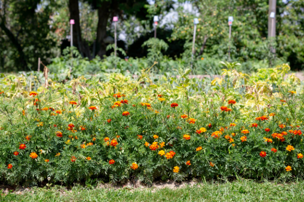 French Marigolds surrounding a vegetable garden
