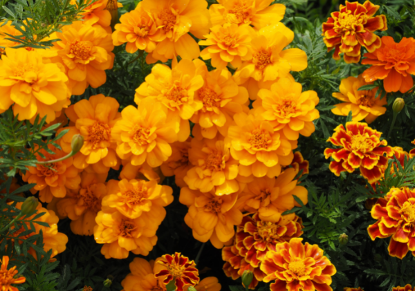 French Marigolds