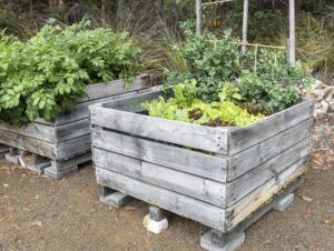 lettuces_potato_plants_in _elevated_garden_beds
