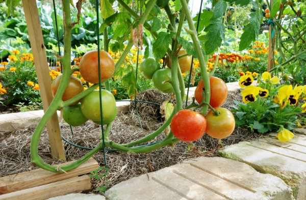 Marigolds with tomatoes in backyard garden