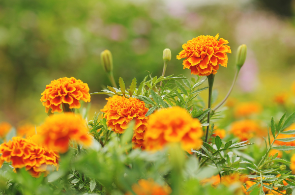 Orange Marigolds in the backyard garden