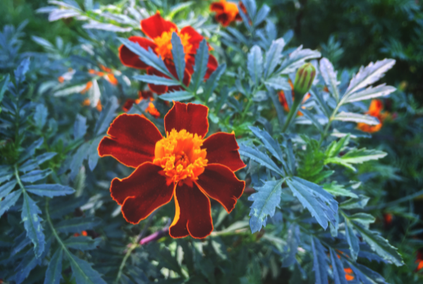 Signet Marigolds