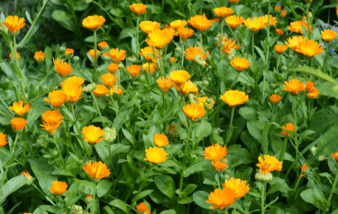 Marigolds in Your Backyard Garden - BackyardPatioLife