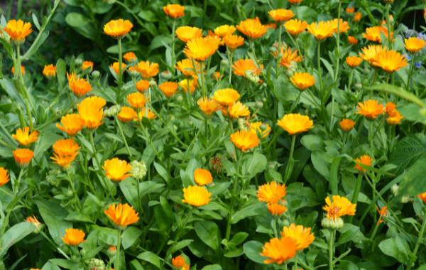 Single petaled yellow Marigold