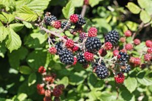Ripe and unripe wild blackberries