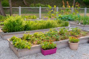 containerized_raised_garden_beds