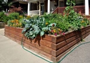 wooden_raised_bed_in_front_yard
