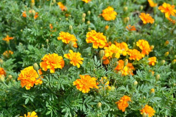 Yellow French Marigolds