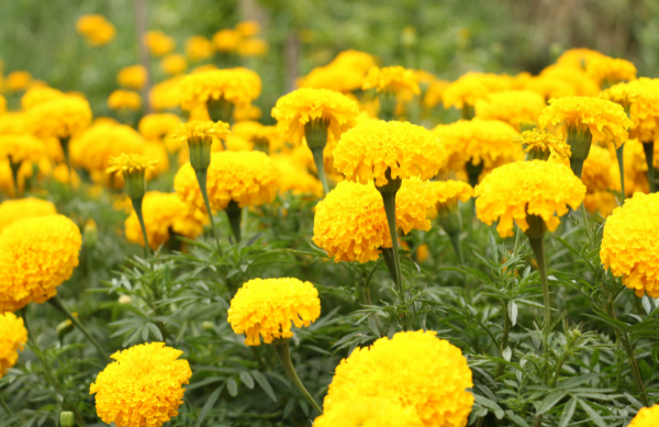 Yellow Marigolds clustering in the backyard garden