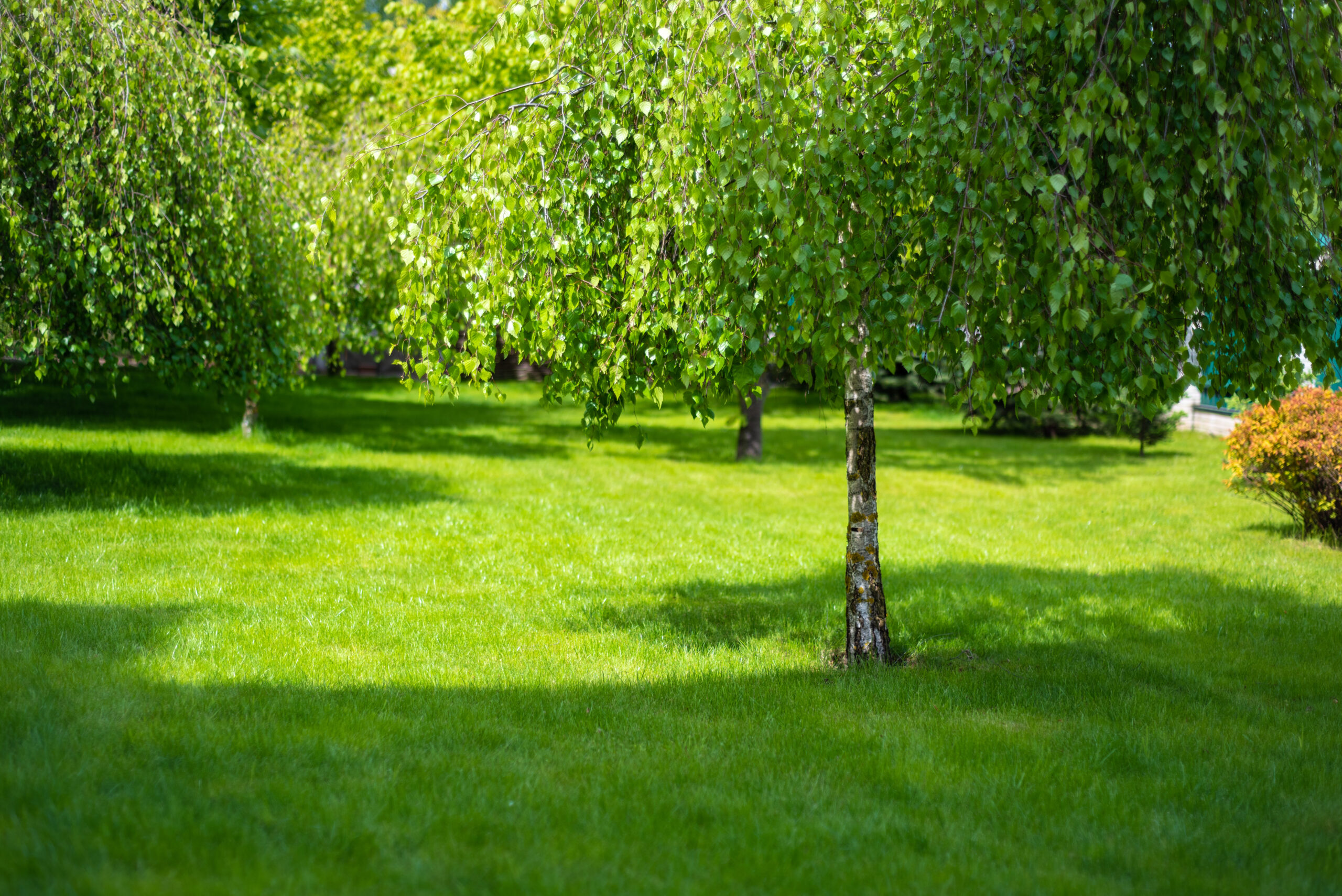 Best Trees For Small Backyard Spaces