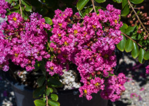 Zuni Crape Myrtle