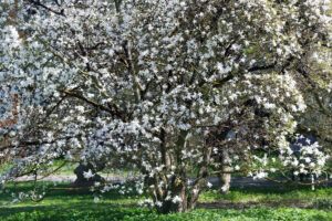 best trees for small backyard