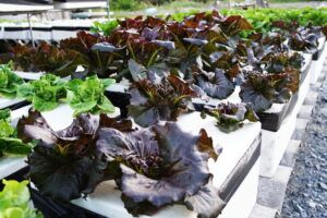 what-can-you-grow-with-hydroponics
