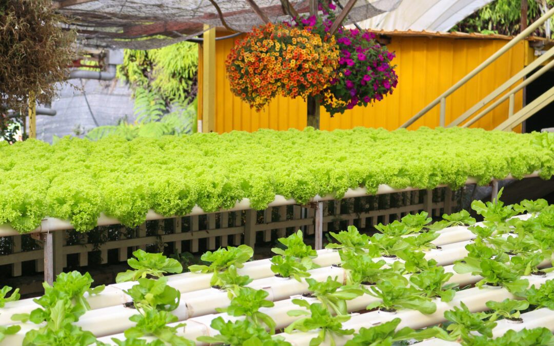 What You Can Grow with Hydroponics