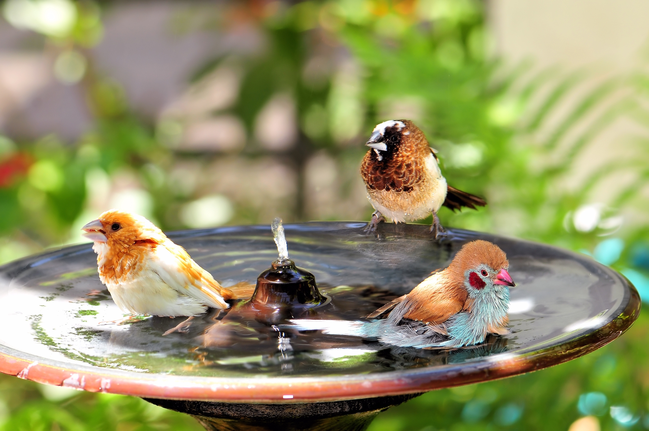 Bird Baths in the Garden