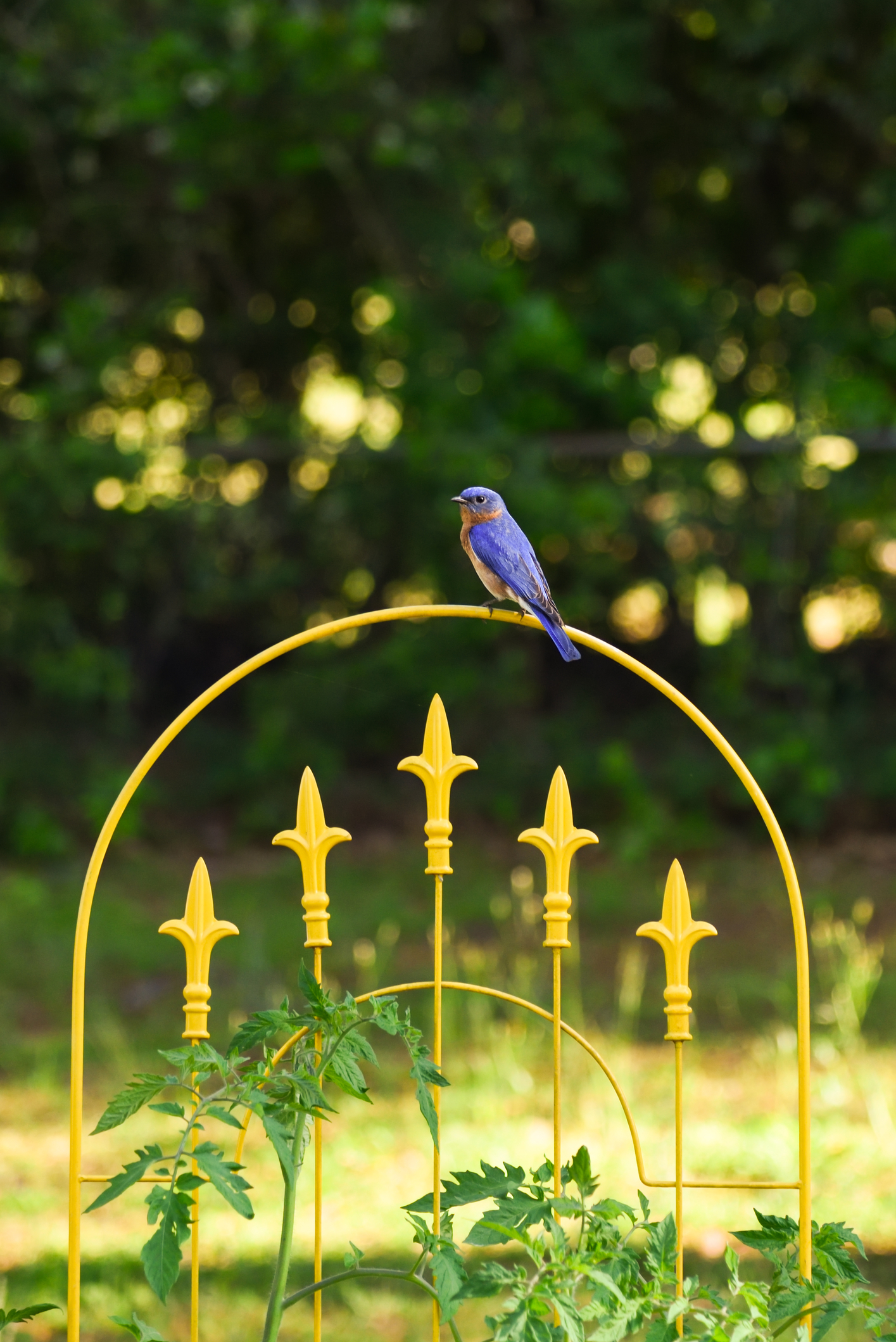 Bluebird in the Garden