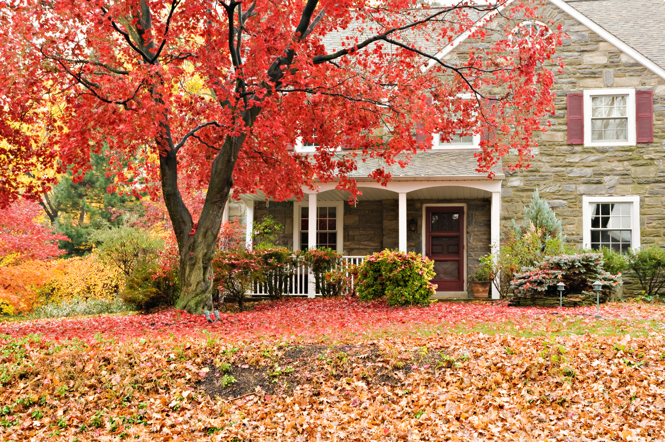 Fall Tree Care