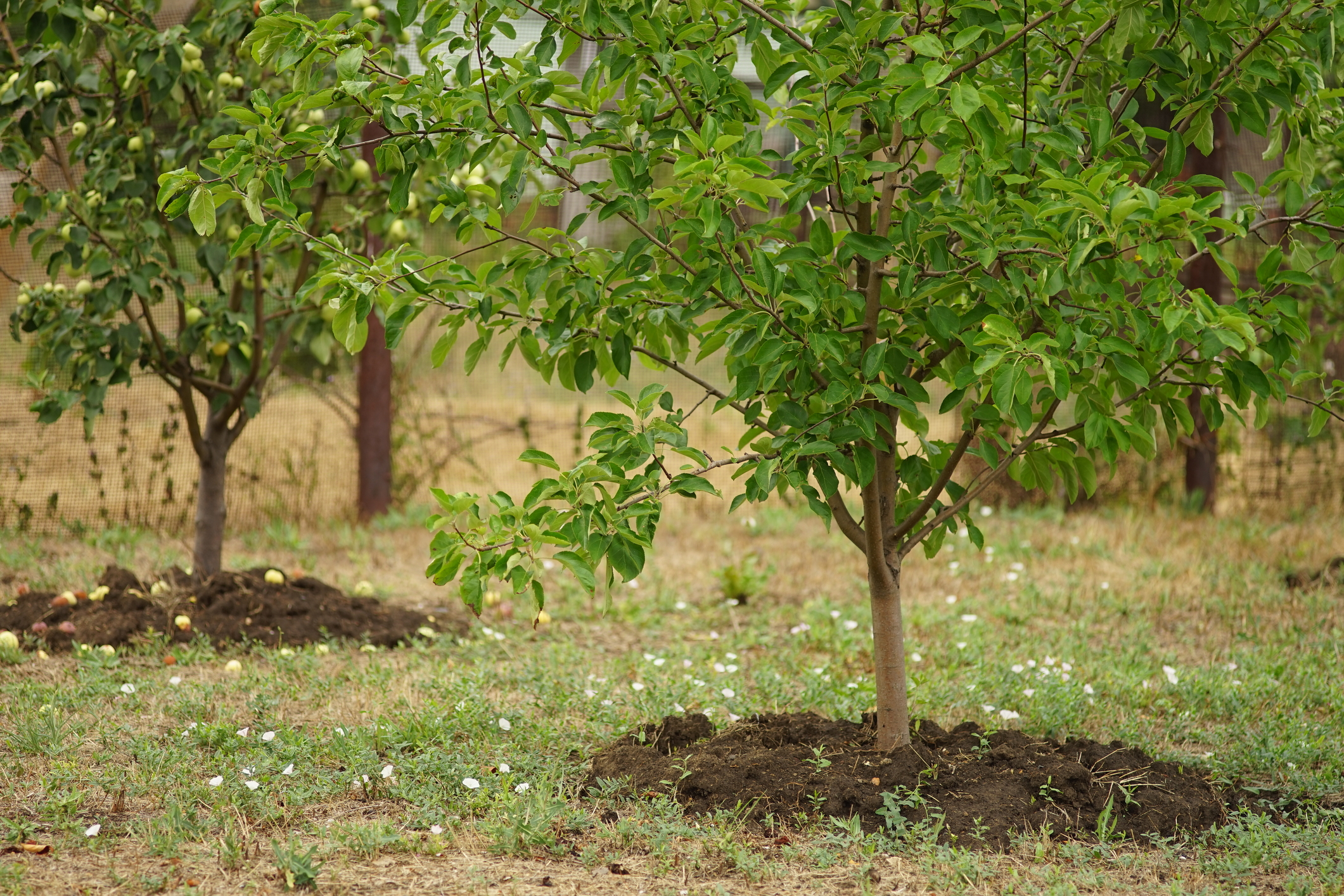 Mulch Around Trees