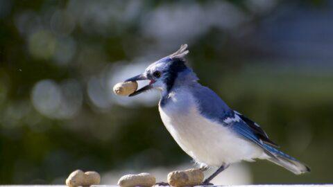 How to Attract Birds to Your Backyard? - BackyardPatioLife