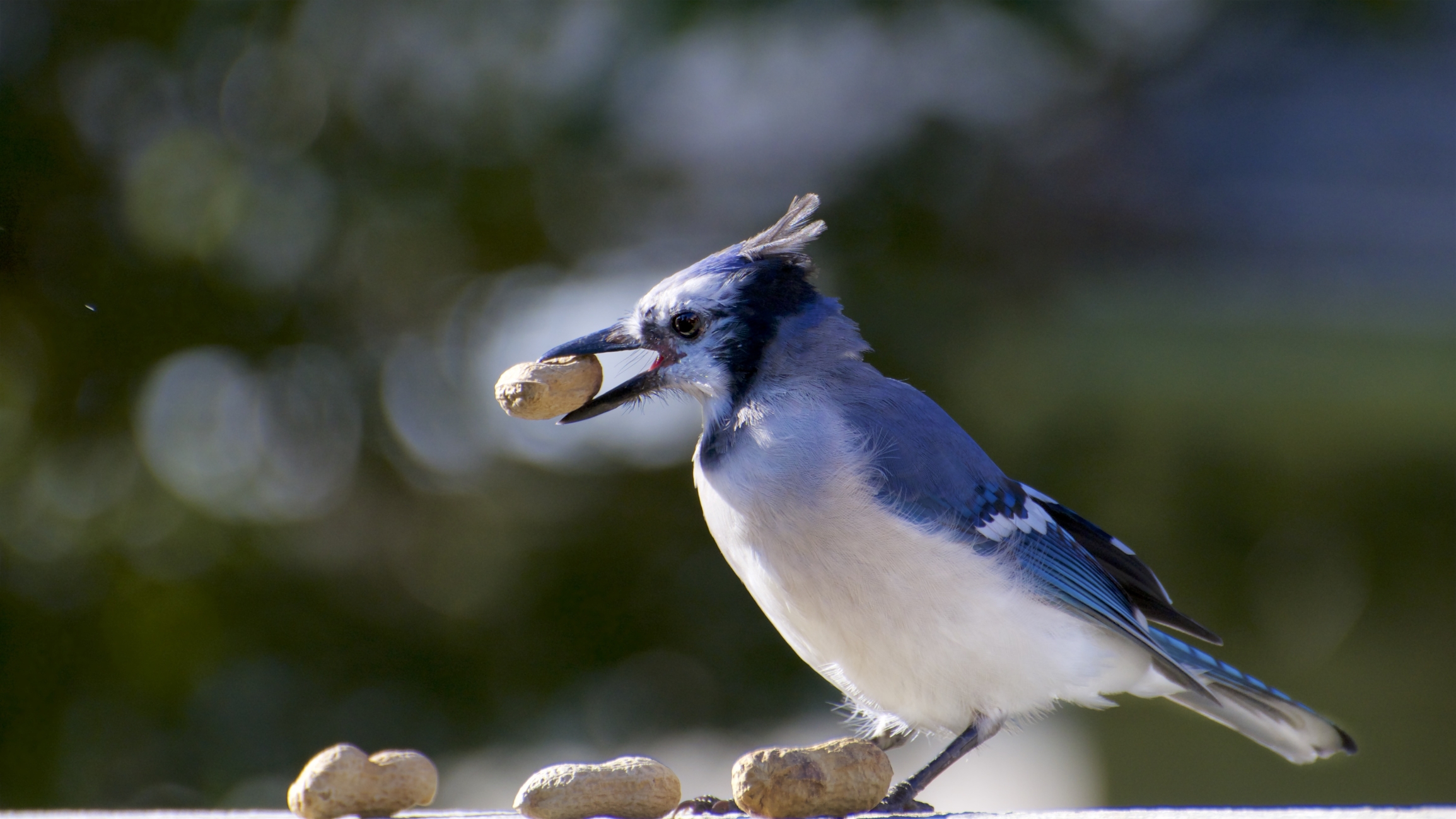 Bird Eating Peanut