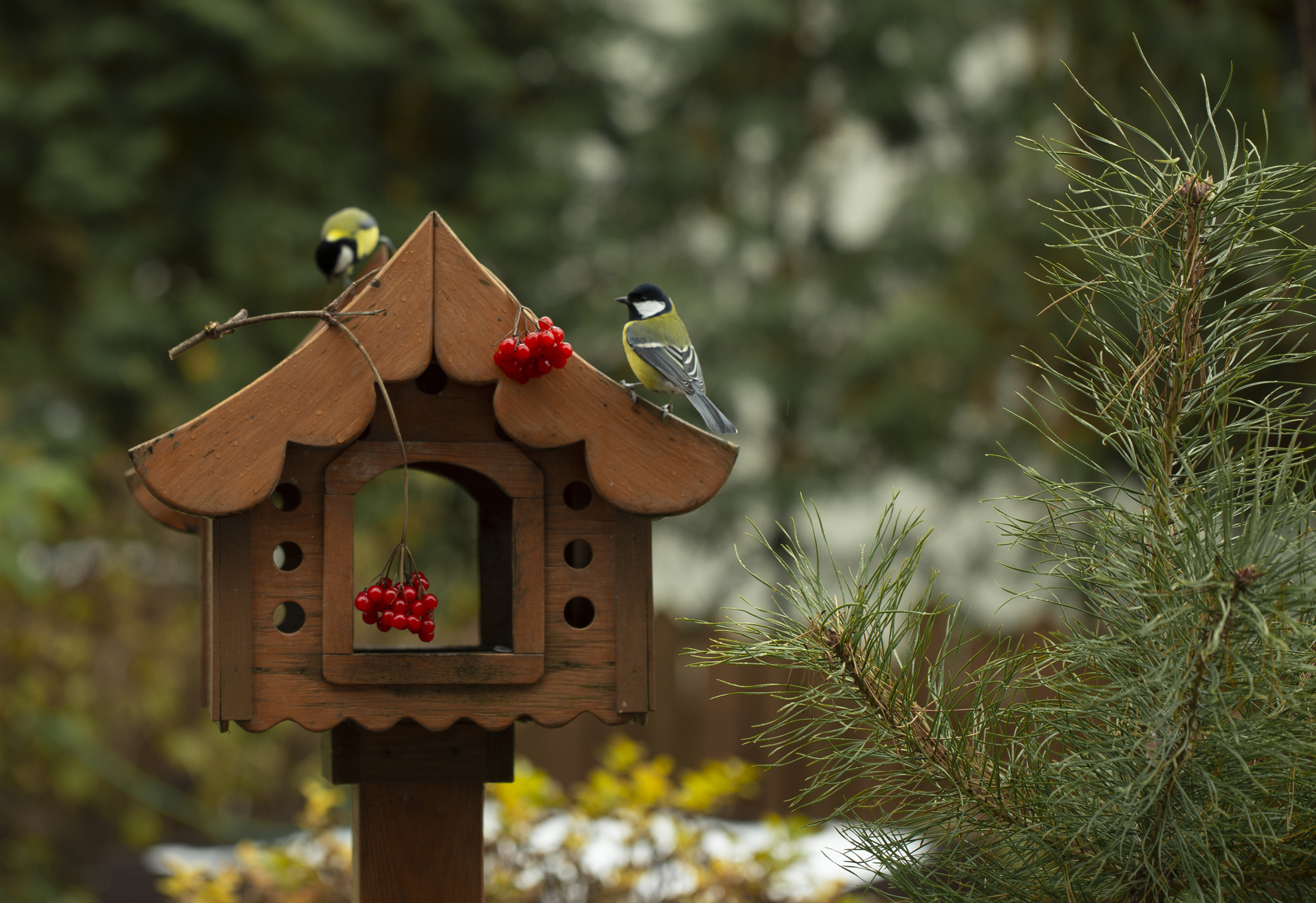 how to attract birds to your garden