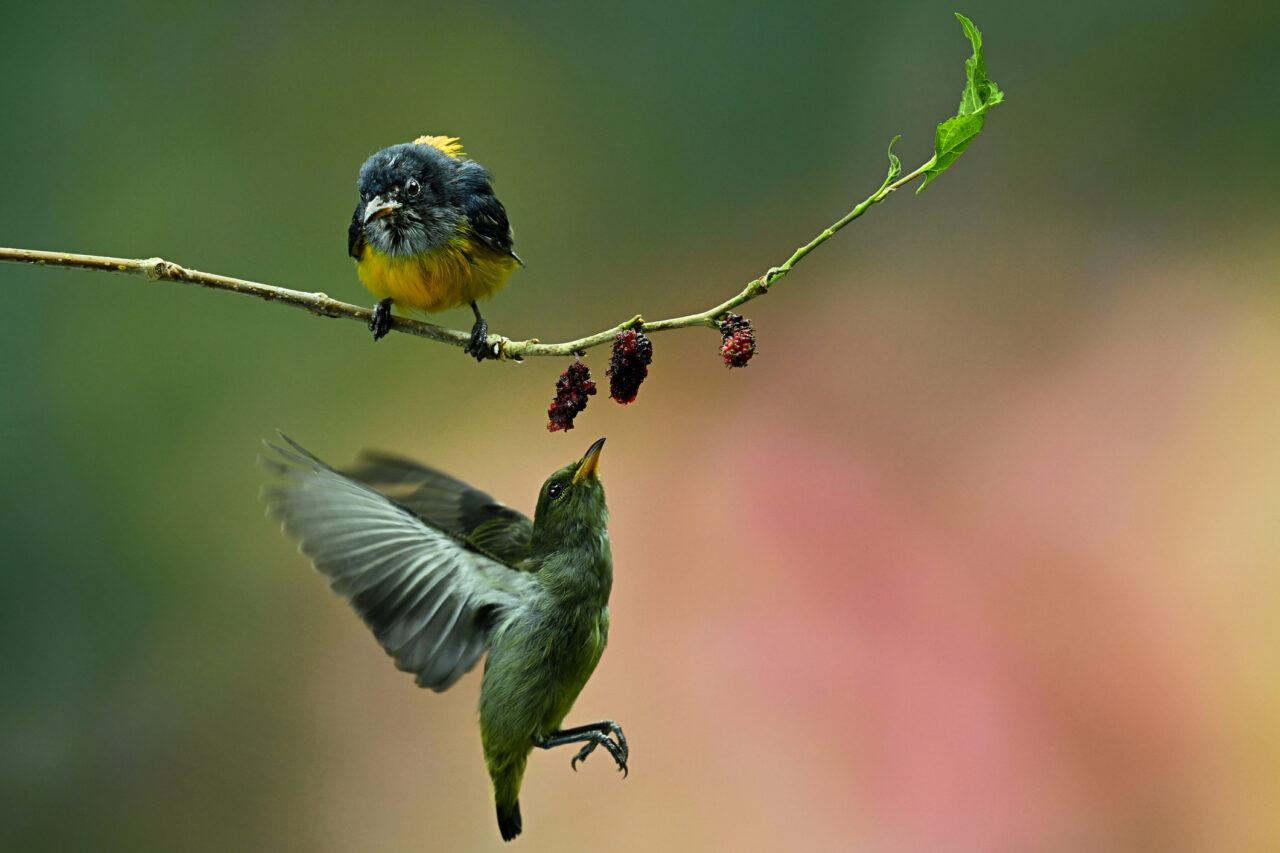How to Attract Birds to Your Backyard? BackyardPatioLife