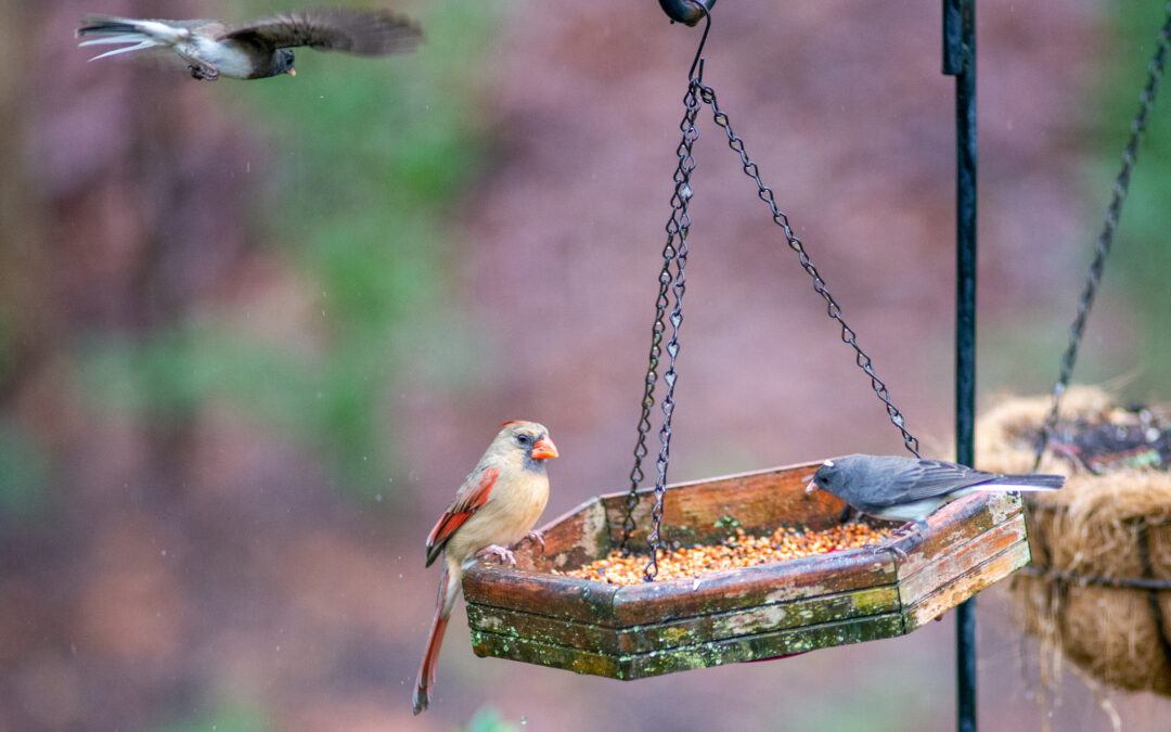 How to Attract Birds to Your Backyard?